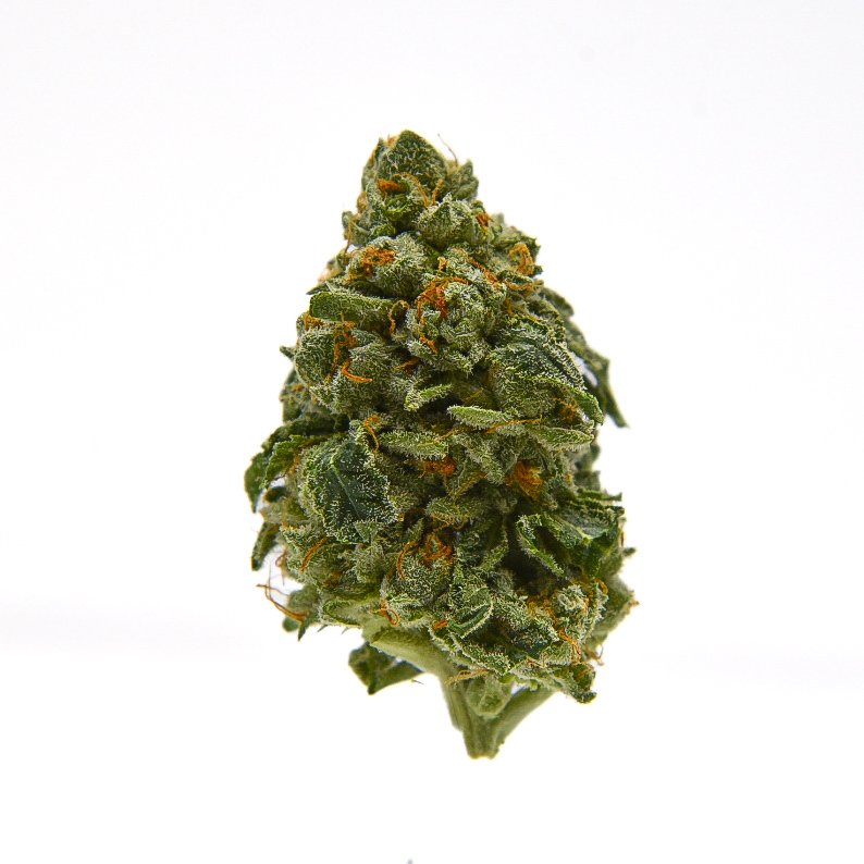 Macro shot of Astro Pop THCA flower highlighting vibrant colors and heavy trichome coverage